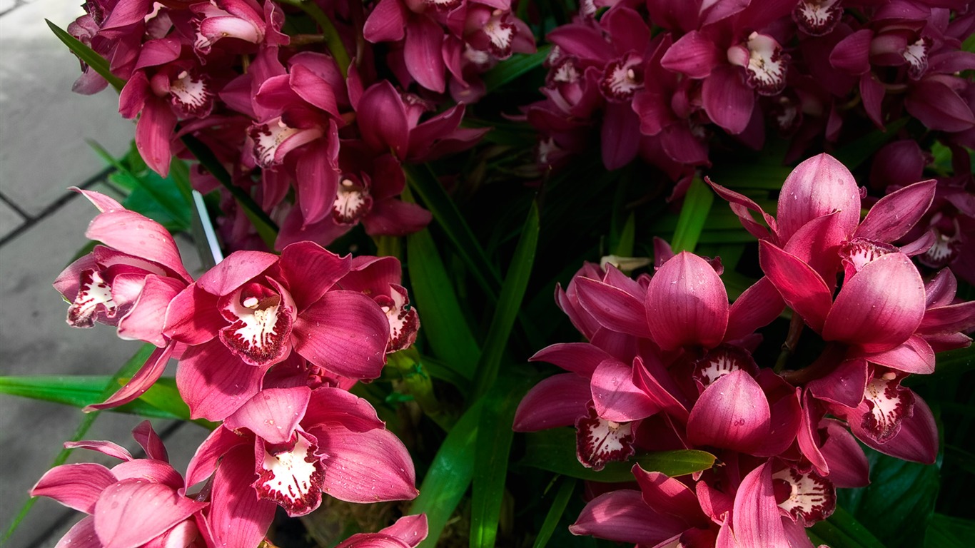 Širokoúhlý tapety květiny close-up (11) #6 - 1366x768