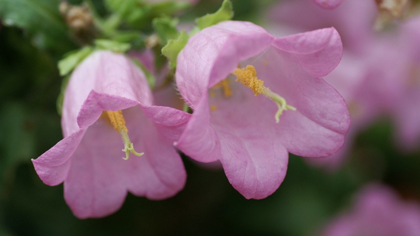 fleurs fond d'écran Widescreen close-up (11) #8 - 1366x768