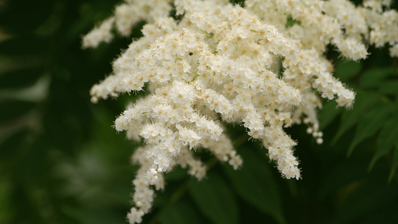 fleurs fond d'écran Widescreen close-up (11) #9 - 1366x768