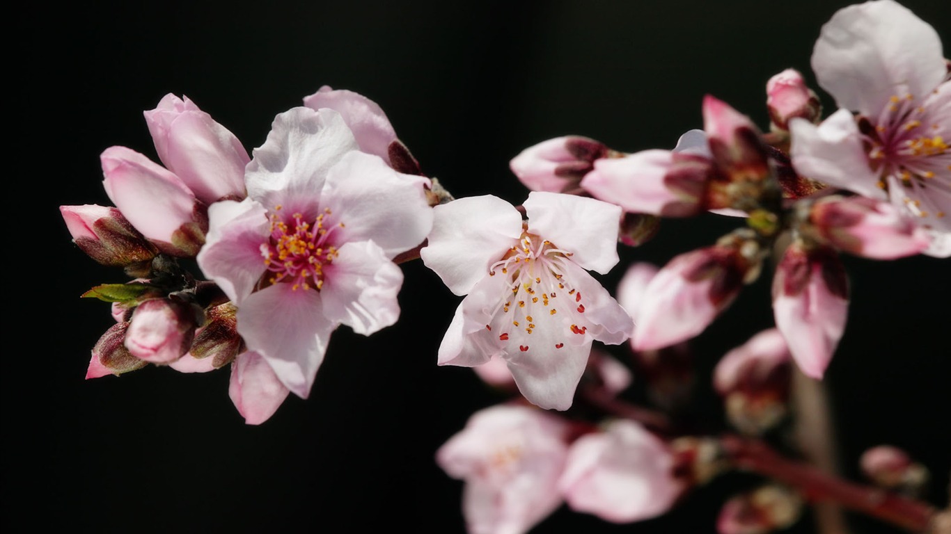 fleurs fond d'écran Widescreen close-up (11) #13 - 1366x768