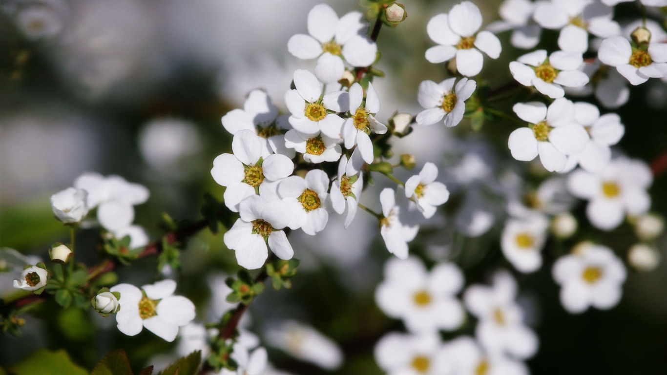 fleurs fond d'écran Widescreen close-up (11) #14 - 1366x768