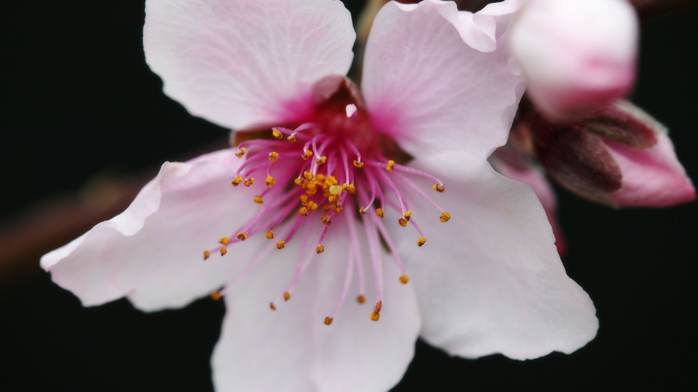 宽屏鲜花特写 壁纸(11)15 - 1366x768