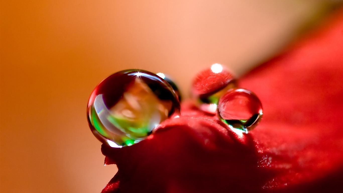 fleurs d'écran HD et des gouttes d'eau #4 - 1366x768