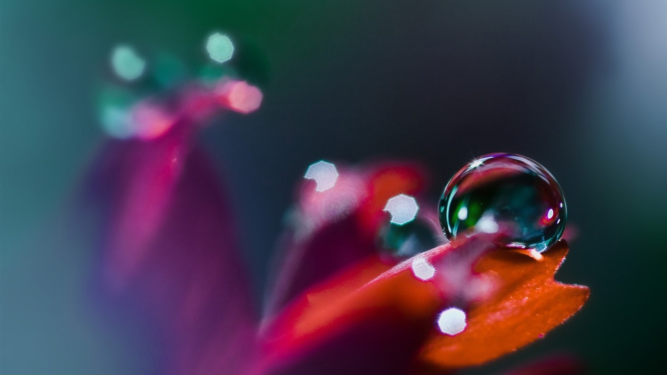 HD wallpaper flowers and drops of water #6 - 1366x768