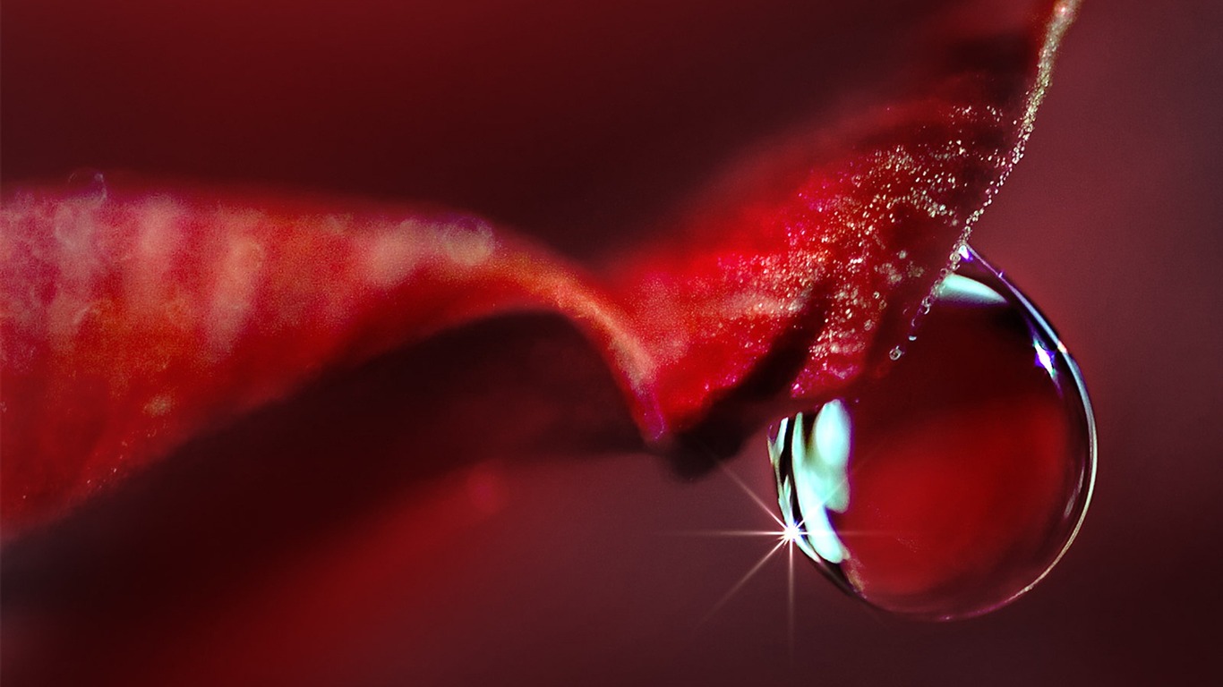 微距之美 鮮花與水珠 高清壁紙 #10 - 1366x768