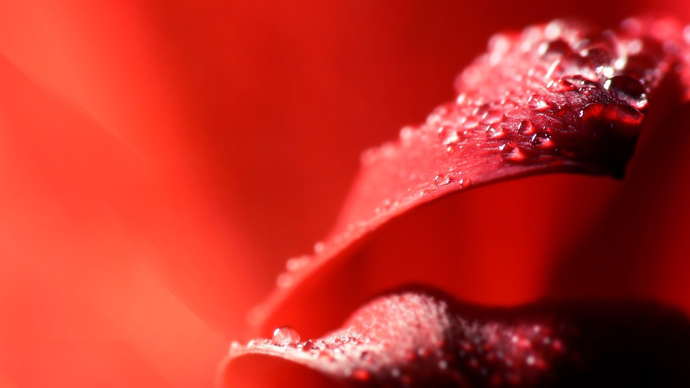 微距之美 鮮花與水珠 高清壁紙 #12 - 1366x768