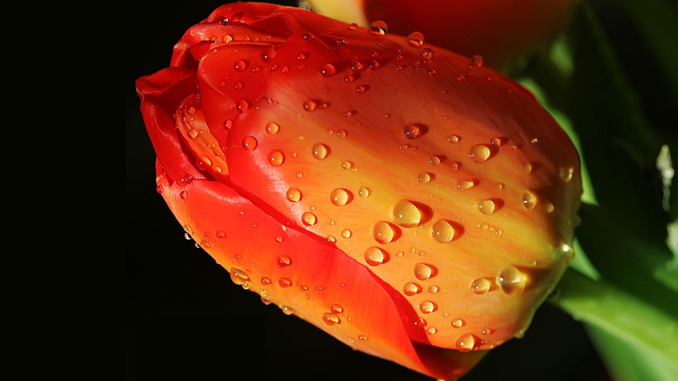 HD wallpaper flowers and drops of water #13 - 1366x768