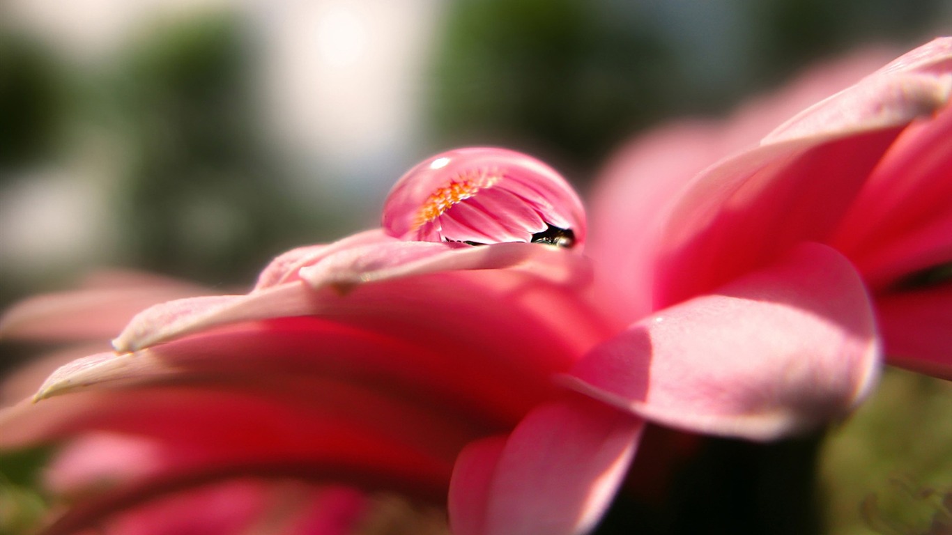 fleurs d'écran HD et des gouttes d'eau #14 - 1366x768