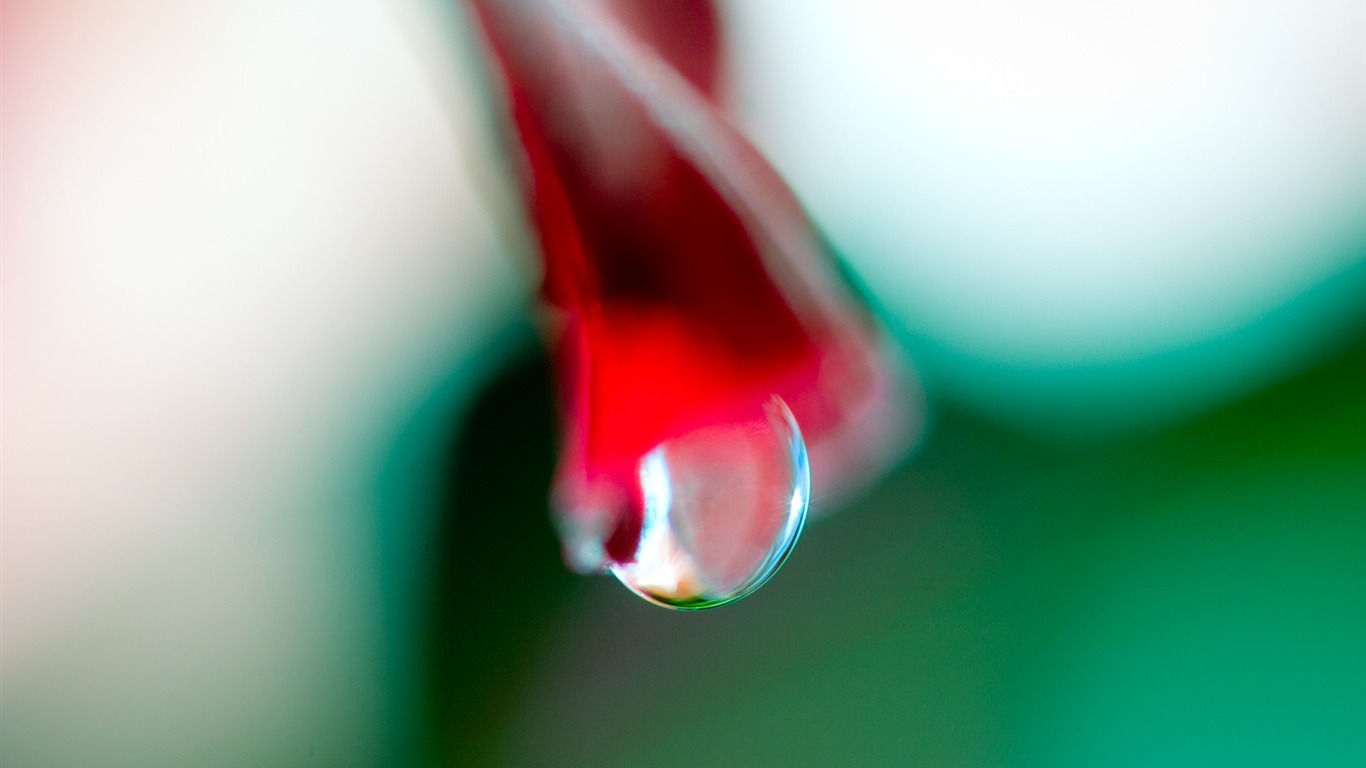 fleurs d'écran HD et des gouttes d'eau #15 - 1366x768