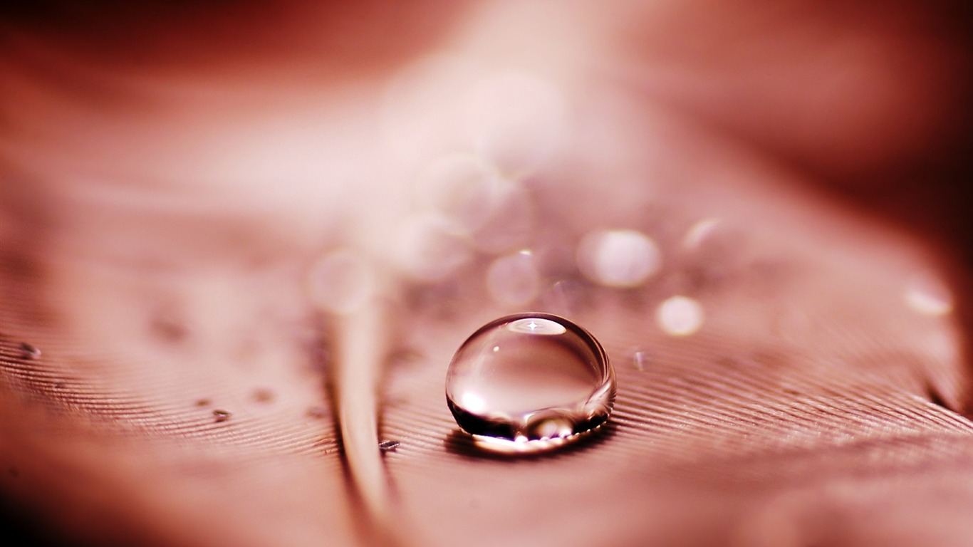 HD wallpaper flowers and drops of water #18 - 1366x768