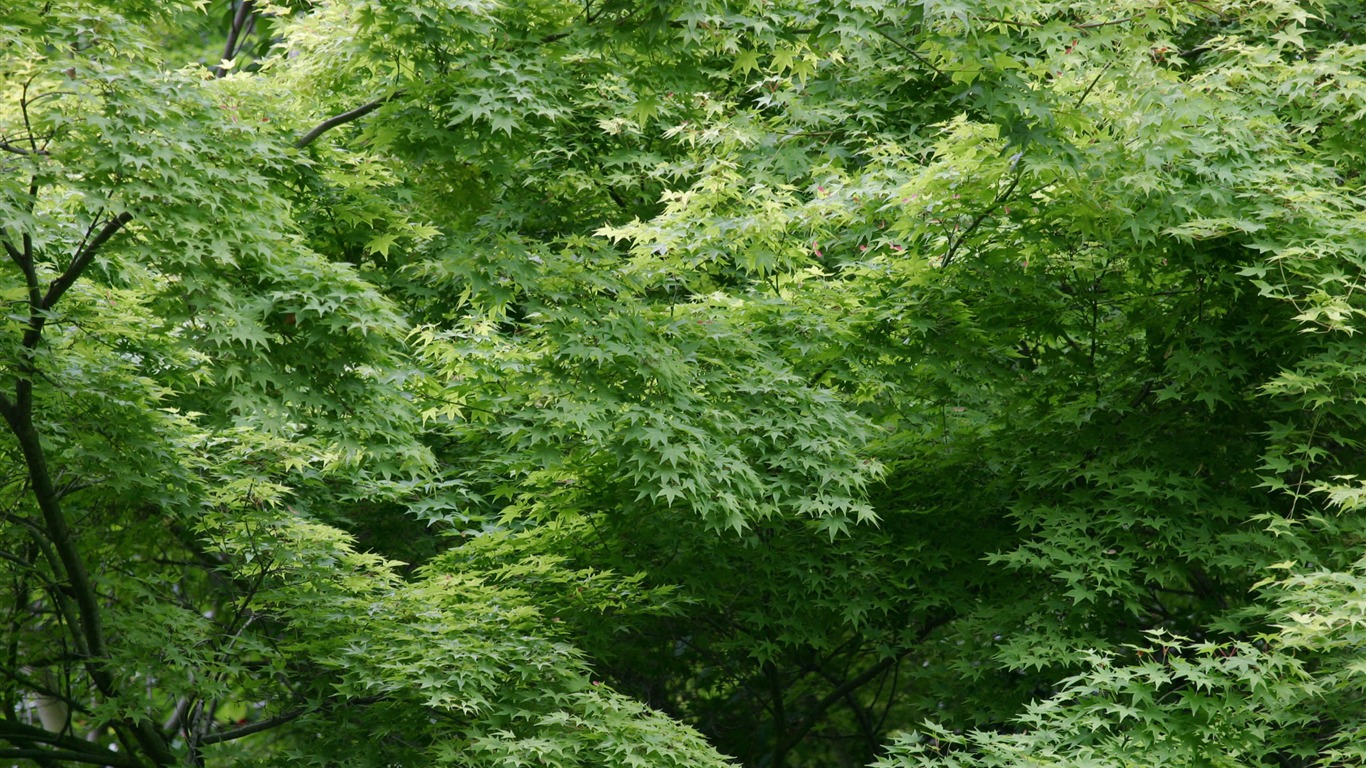 MAC OS X 系統 高清壁紙(一) #17 - 1366x768