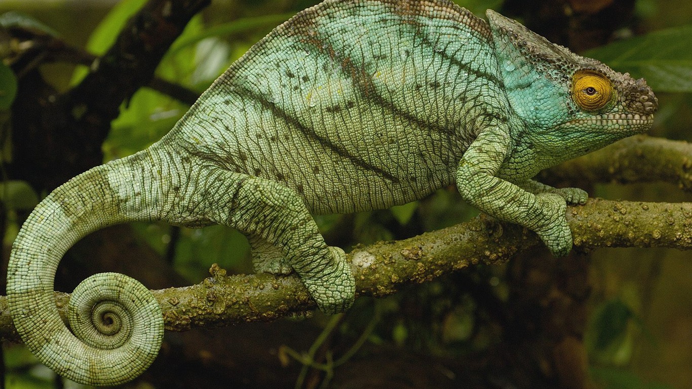 動物壁紙合集(11) #6 - 1366x768