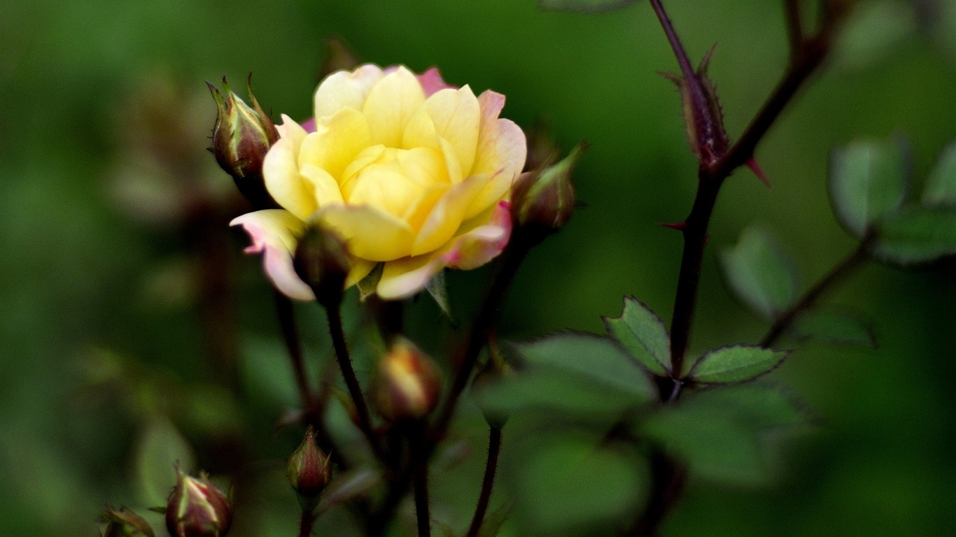 HD Flores colección de fotografía (1) #2 - 1366x768