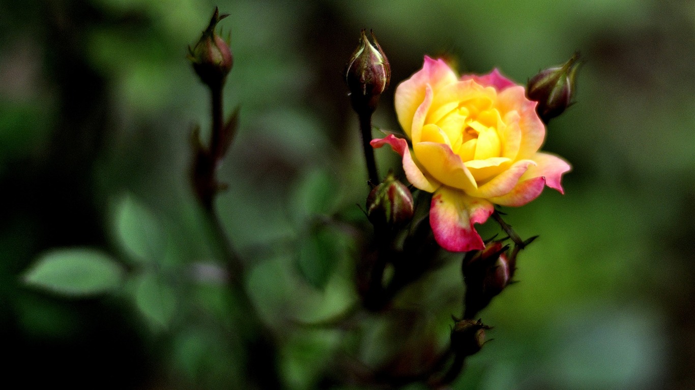 Květiny HD fotografie sbírka (1) #5 - 1366x768