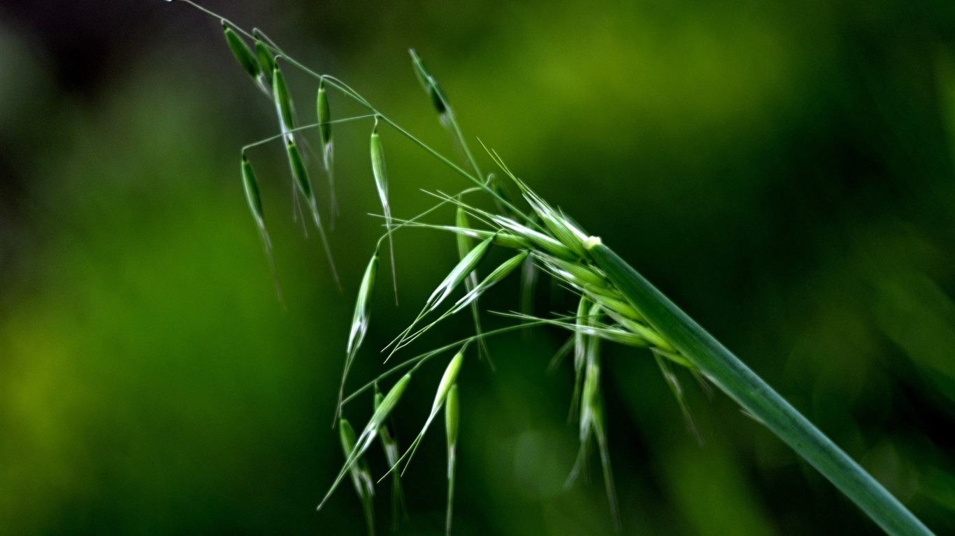 花草攝影 高清合集(一) #8 - 1366x768