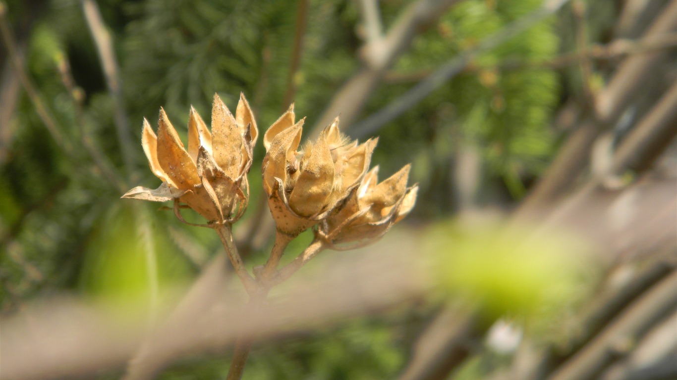 Flowers HD photography collection (1) #10 - 1366x768