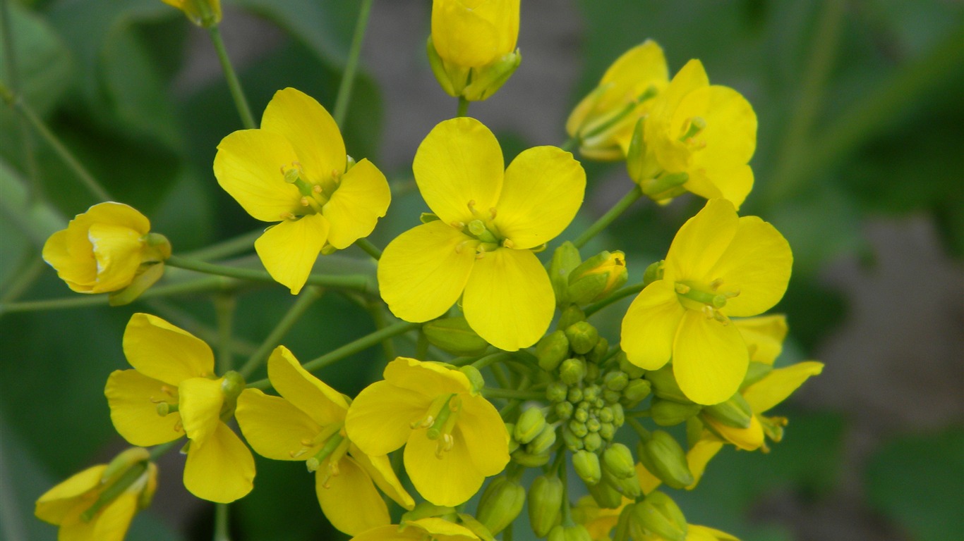 花草攝影 高清合集(一) #13 - 1366x768