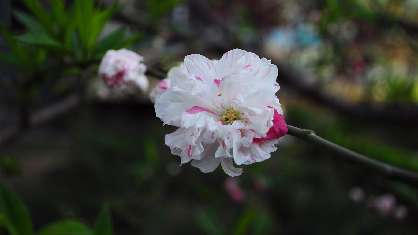花草攝影 高清合集(一) #19 - 1366x768