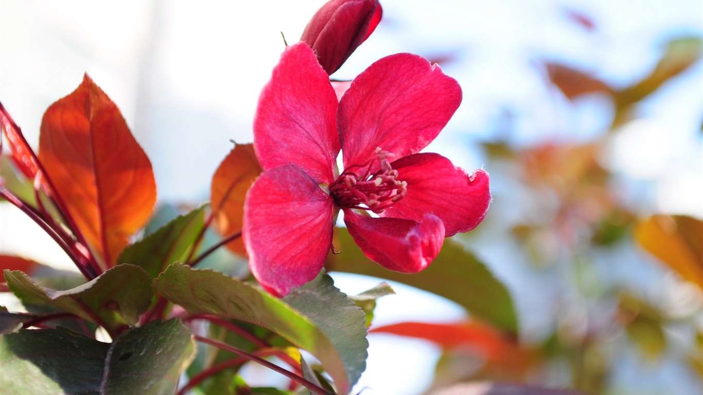 花草攝影 高清合集(二) #3 - 1366x768