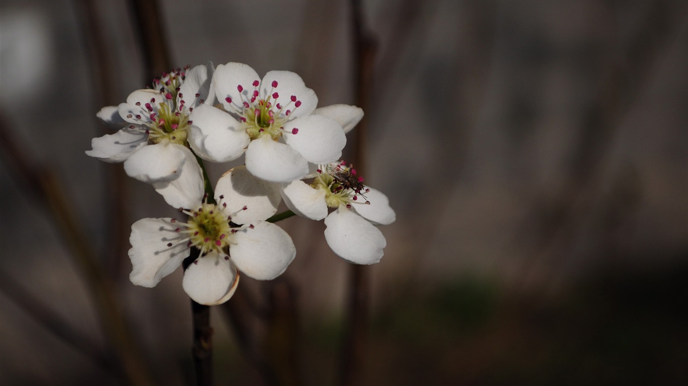 꽃의 HD 사진 모음 (2) #5 - 1366x768