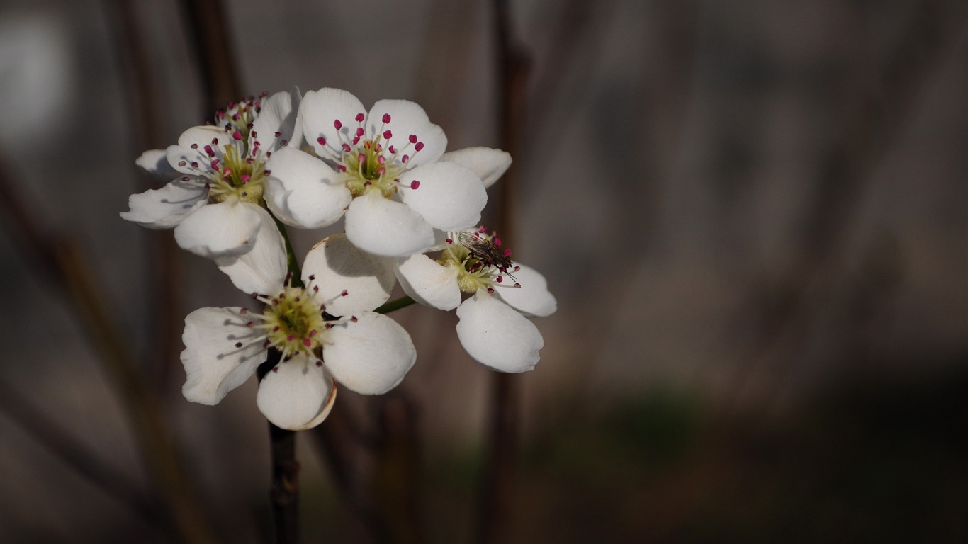 花草攝影 高清合集(二) #5 - 1366x768