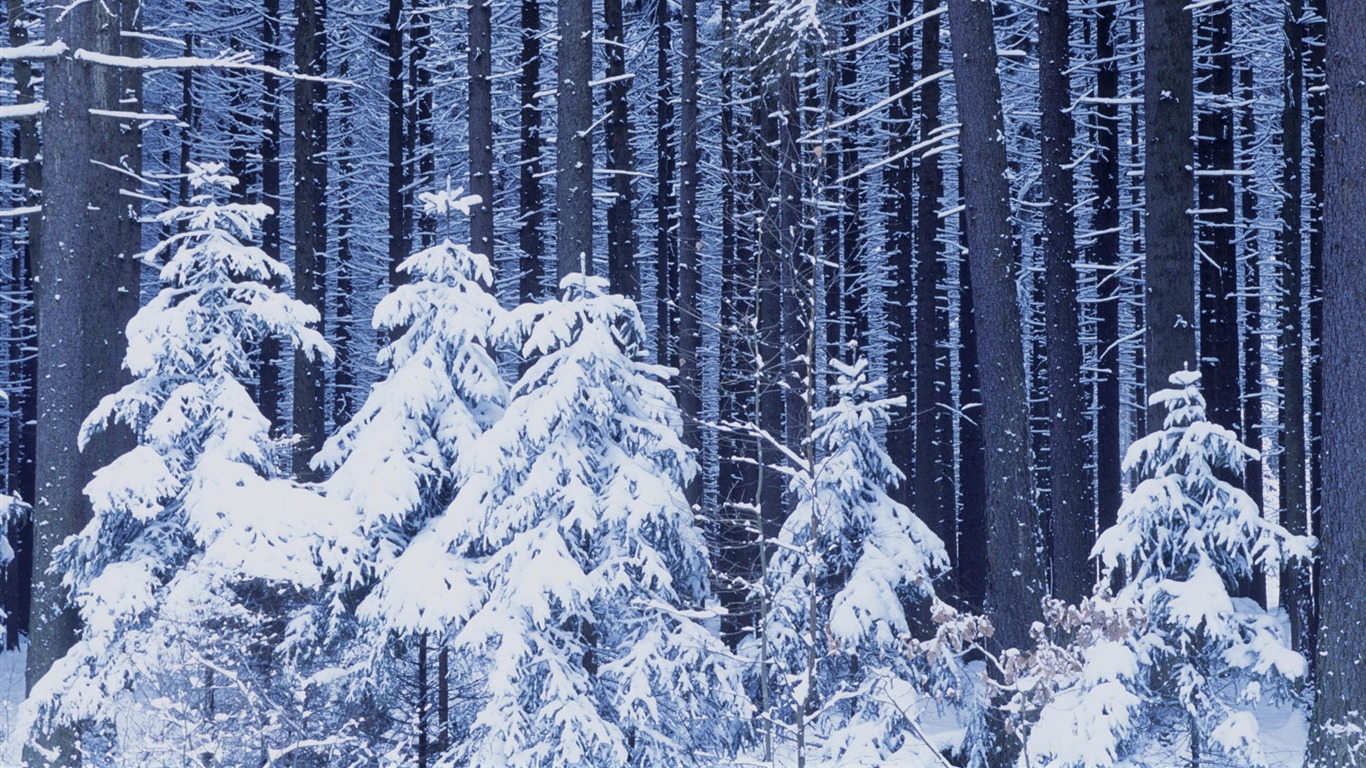 Fond d'écran panoramique de neige (1) #2 - 1366x768