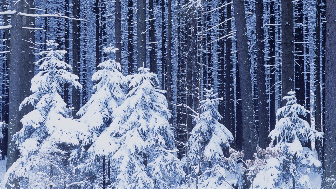 Sníh širokoúhlý tapety (1) #2 - 1366x768