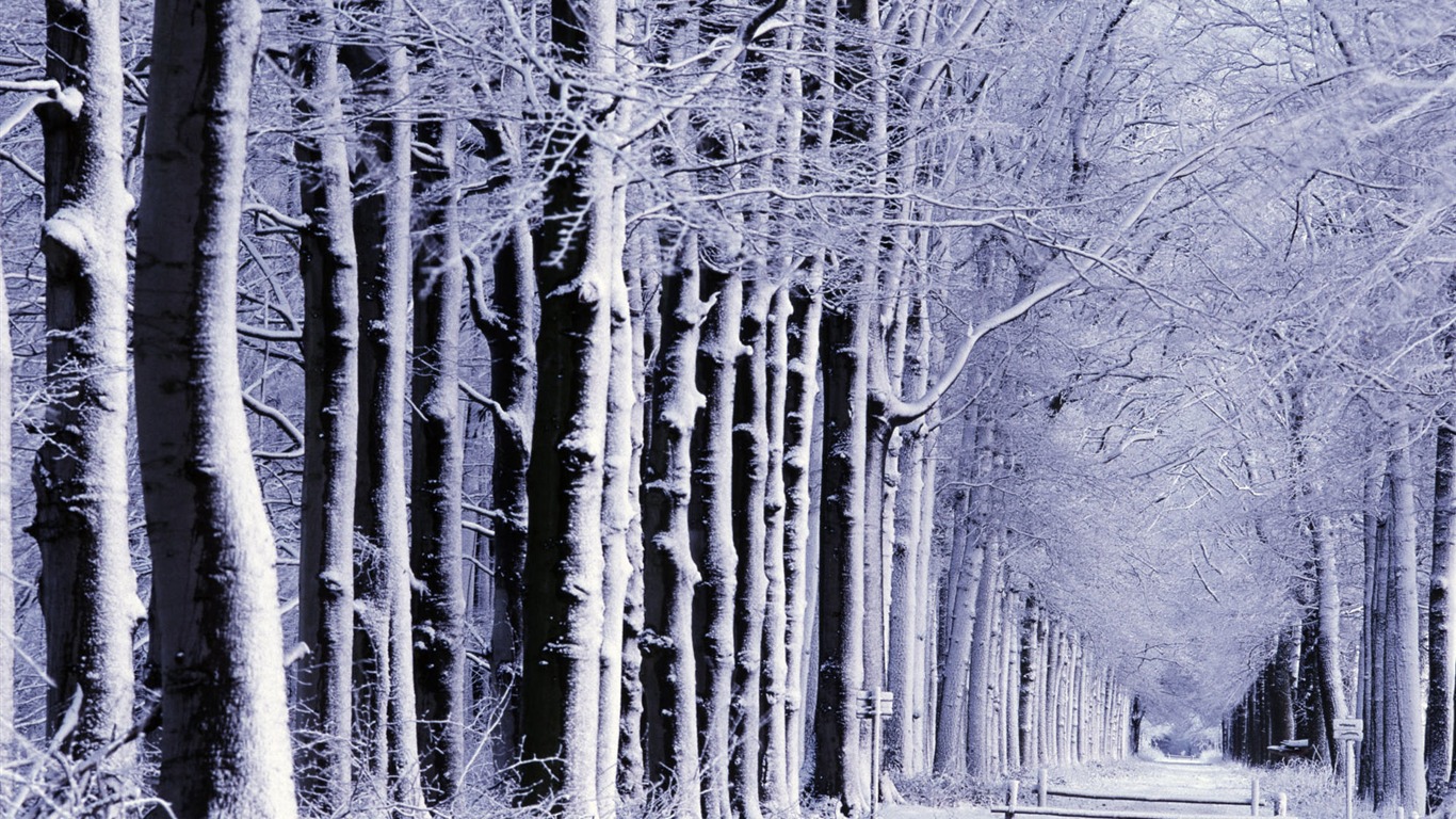 Sníh širokoúhlý tapety (1) #18 - 1366x768