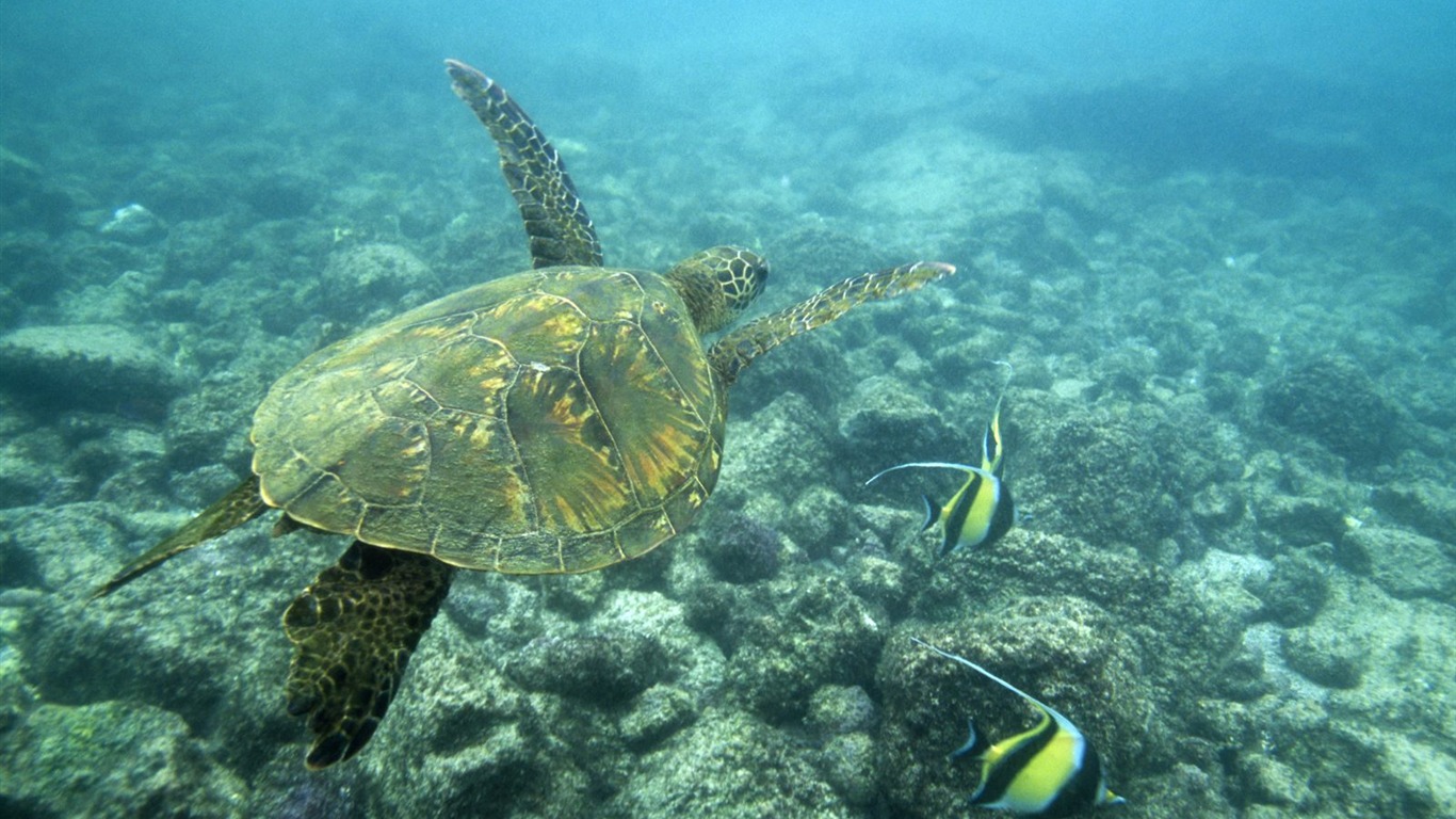 動物壁紙合集(12) #4 - 1366x768