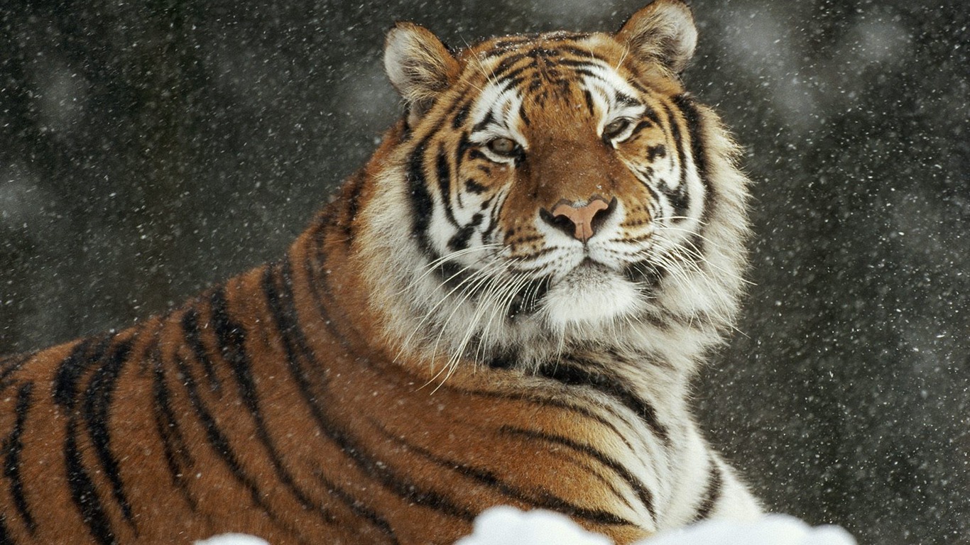 Animal Wallpaper Collection (13) #2 - 1366x768
