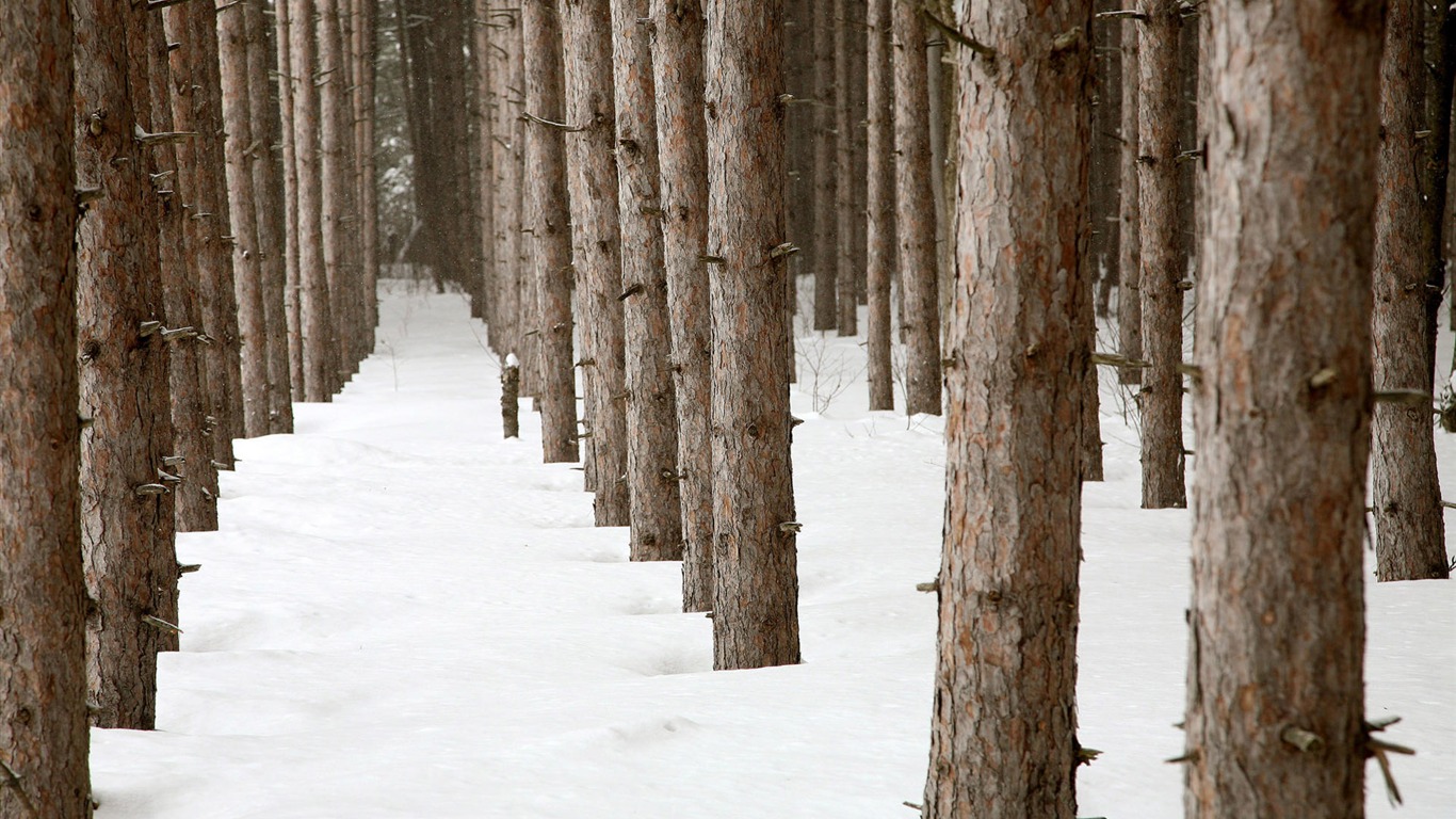 寬屏雪景 壁紙(二) #10 - 1366x768