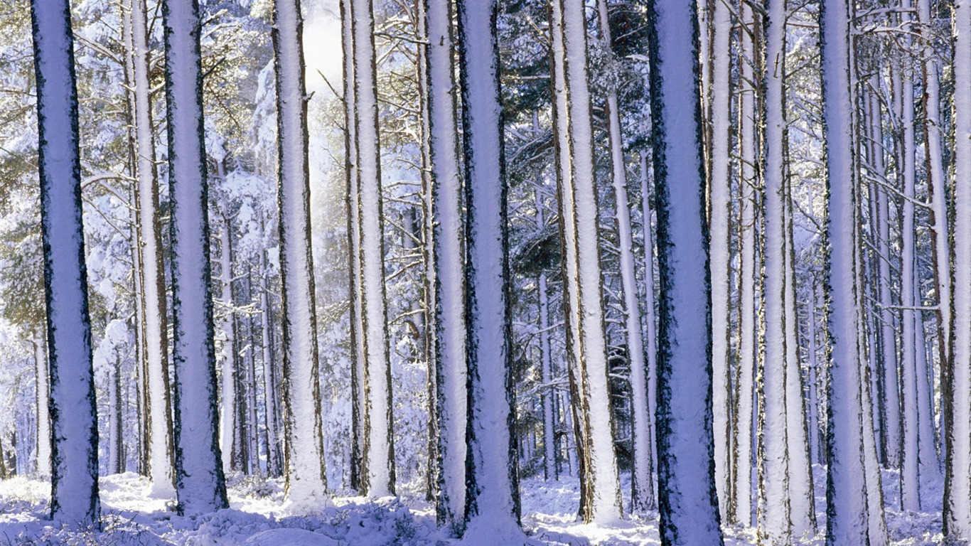 寬屏雪景 壁紙(二) #18 - 1366x768