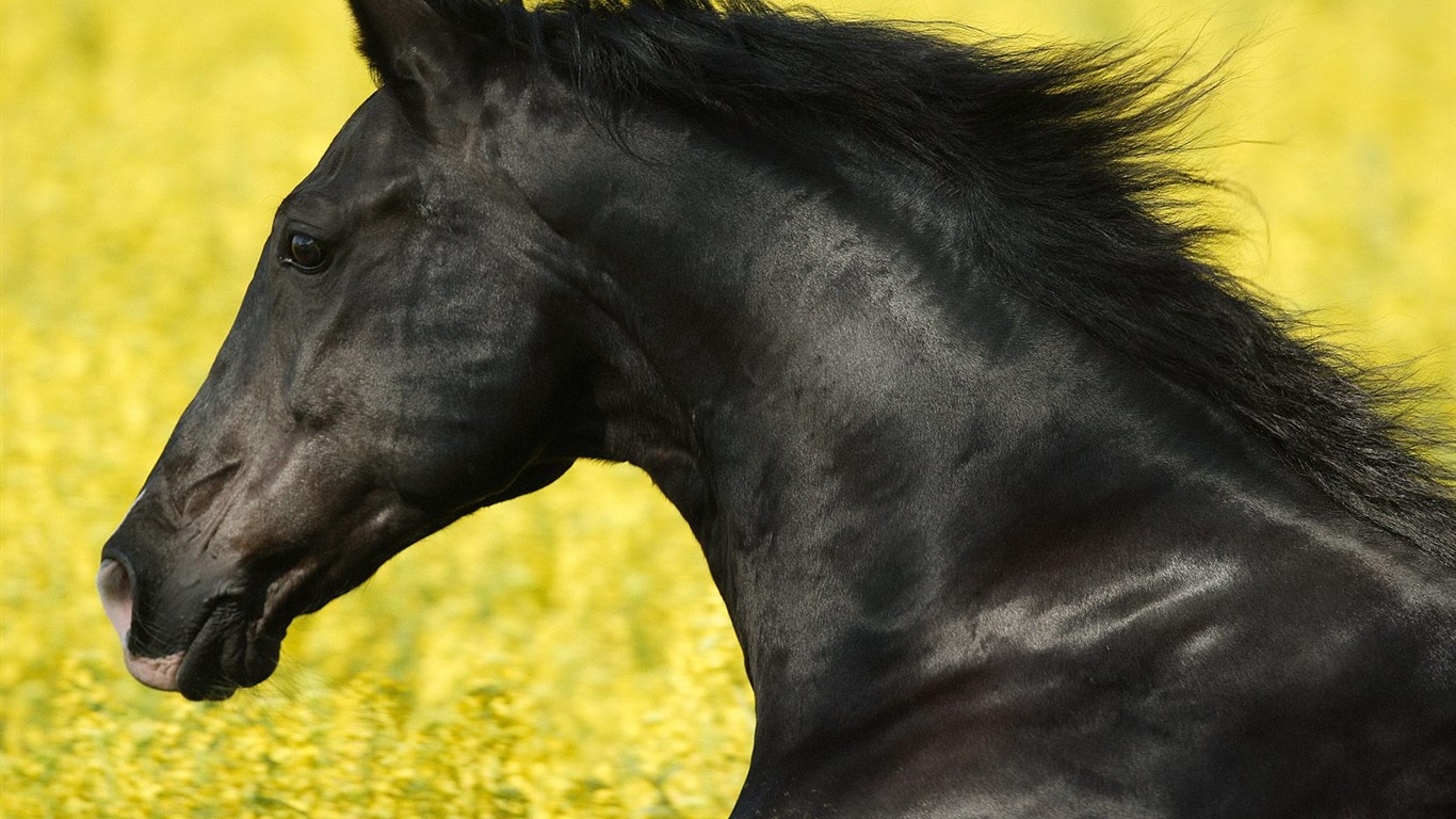 zvířat Wallpaper kolekce (14) #14 - 1366x768