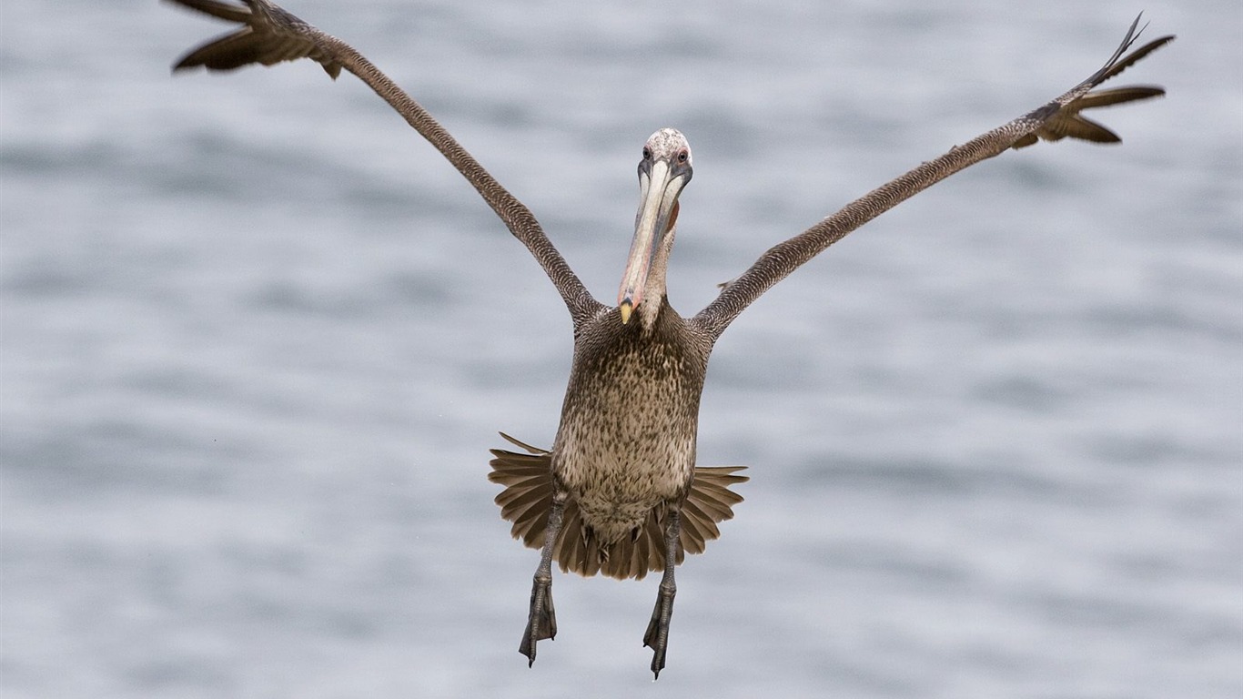 Animal Wallpaper Collection (15) #18 - 1366x768