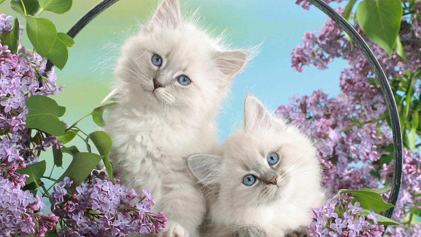 Animal Wallpaper Collection (15) #20 - 1366x768