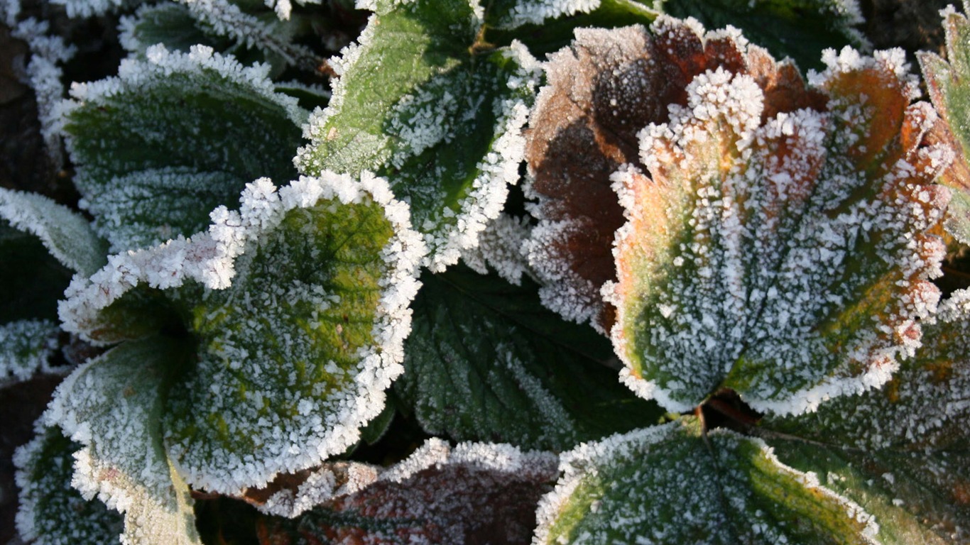 冰雪植物 壁紙專輯(二) #1 - 1366x768