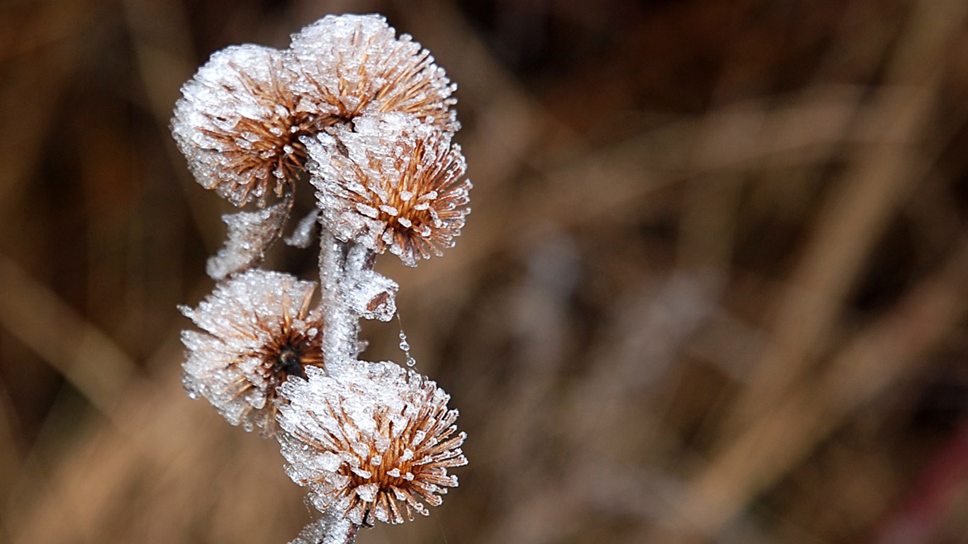 冰雪植物 壁紙專輯(二) #2 - 1366x768