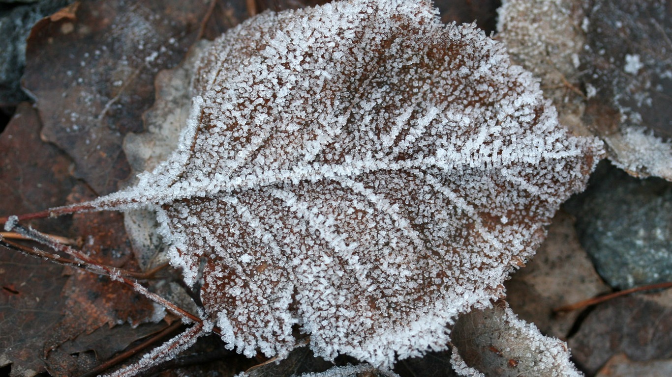 Ice plant Wallpapers Album (2) #3 - 1366x768