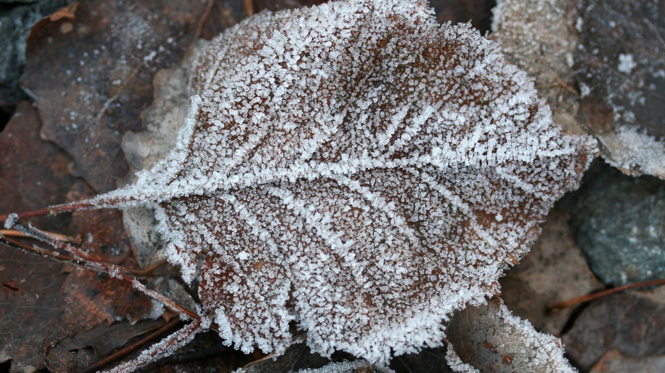 冰雪植物 壁纸专辑(二)3 - 1366x768