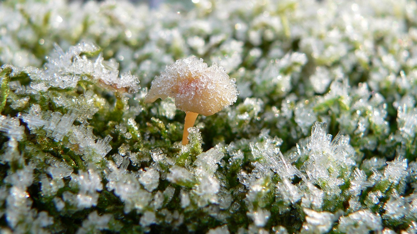 冰雪植物 壁紙專輯(二) #4 - 1366x768