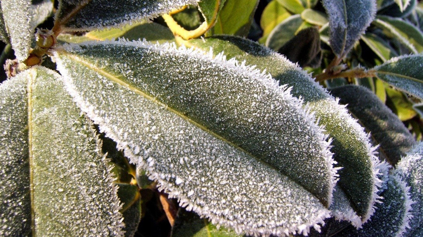 冰雪植物 壁紙專輯(二) #6 - 1366x768