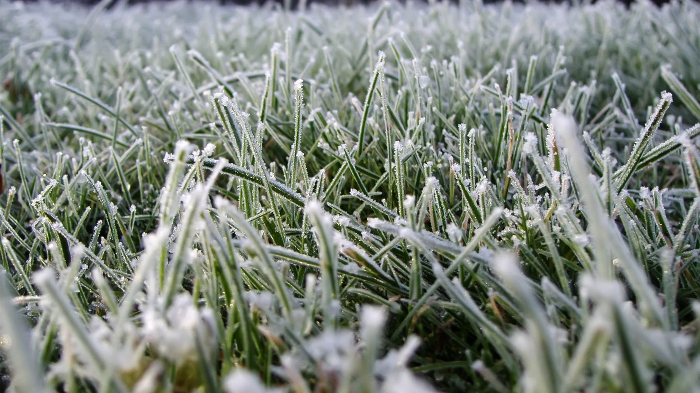 冰雪植物 壁紙專輯(二) #8 - 1366x768