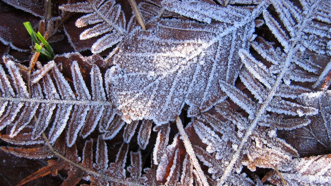 冰雪植物 壁纸专辑(二)9 - 1366x768