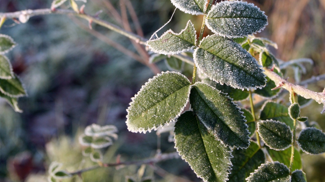 冰雪植物 壁紙專輯(二) #10 - 1366x768