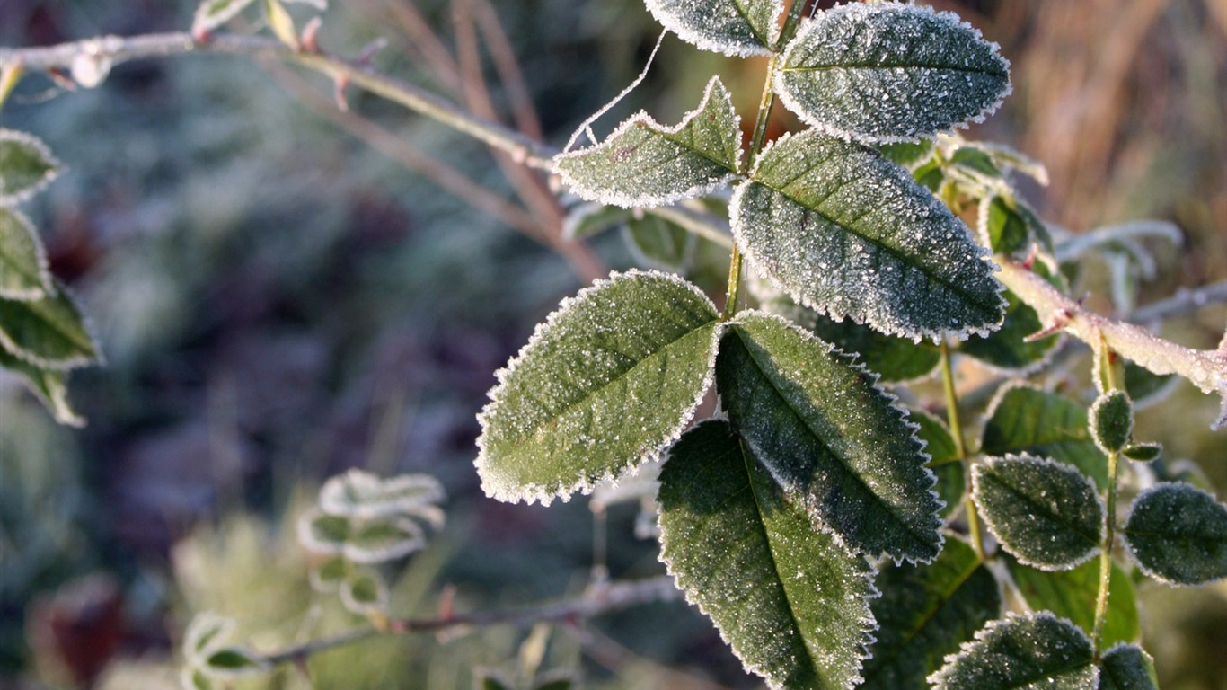 冰雪植物 壁纸专辑(二)10 - 1366x768