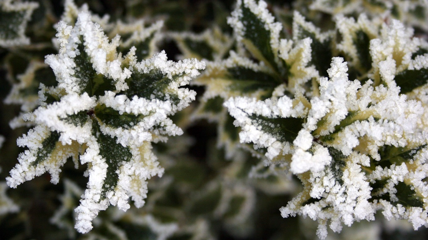 冰雪植物 壁紙專輯(二) #11 - 1366x768