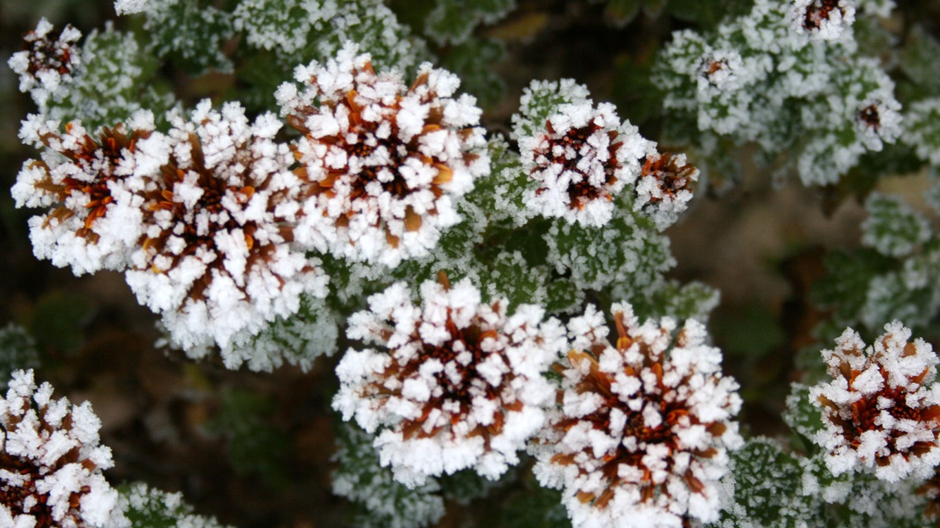 冰雪植物 壁纸专辑(二)12 - 1366x768