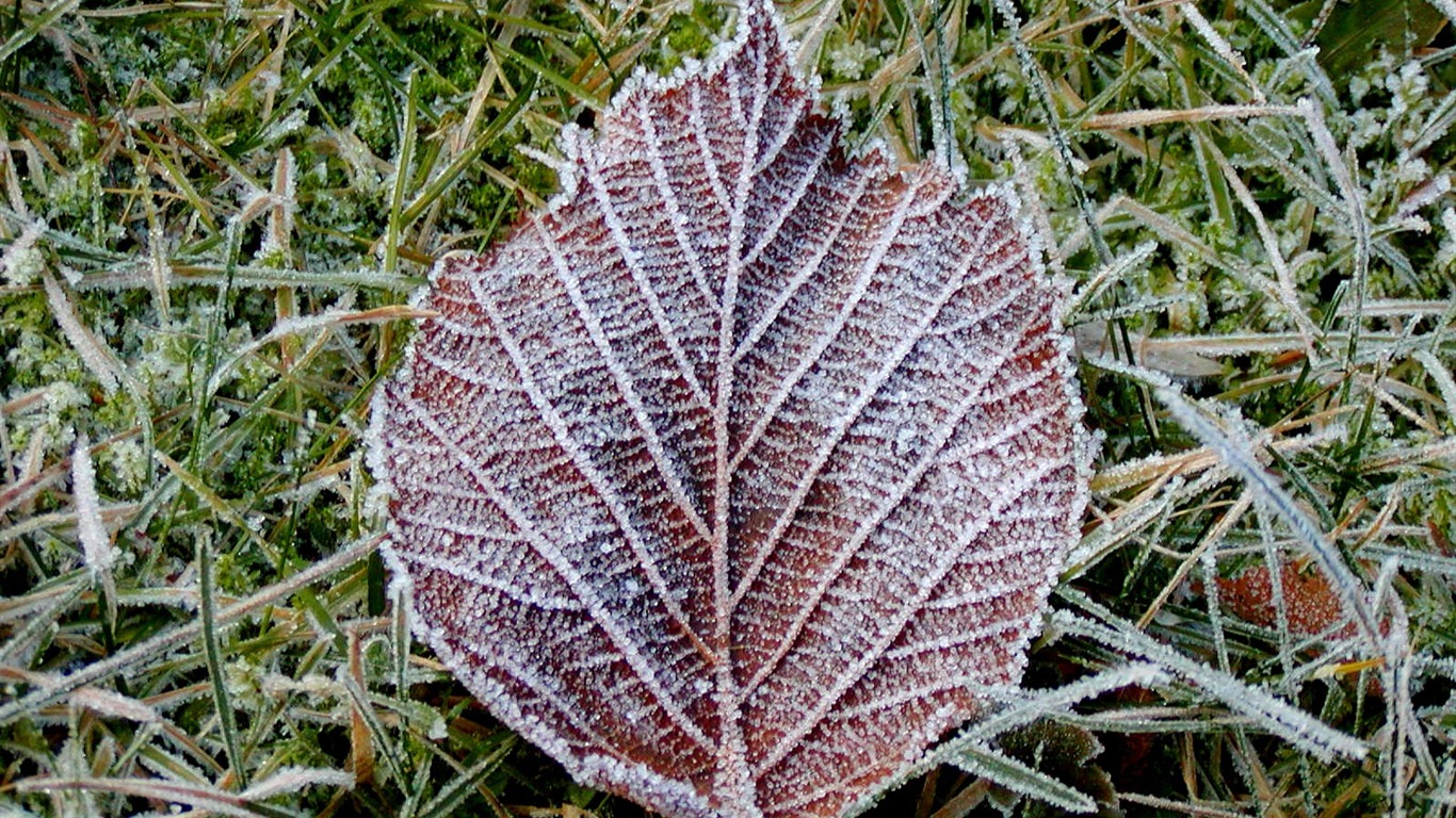 冰雪植物 壁纸专辑(二)13 - 1366x768