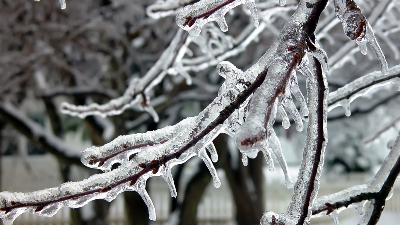 冰雪植物 壁紙專輯(二) #14 - 1366x768