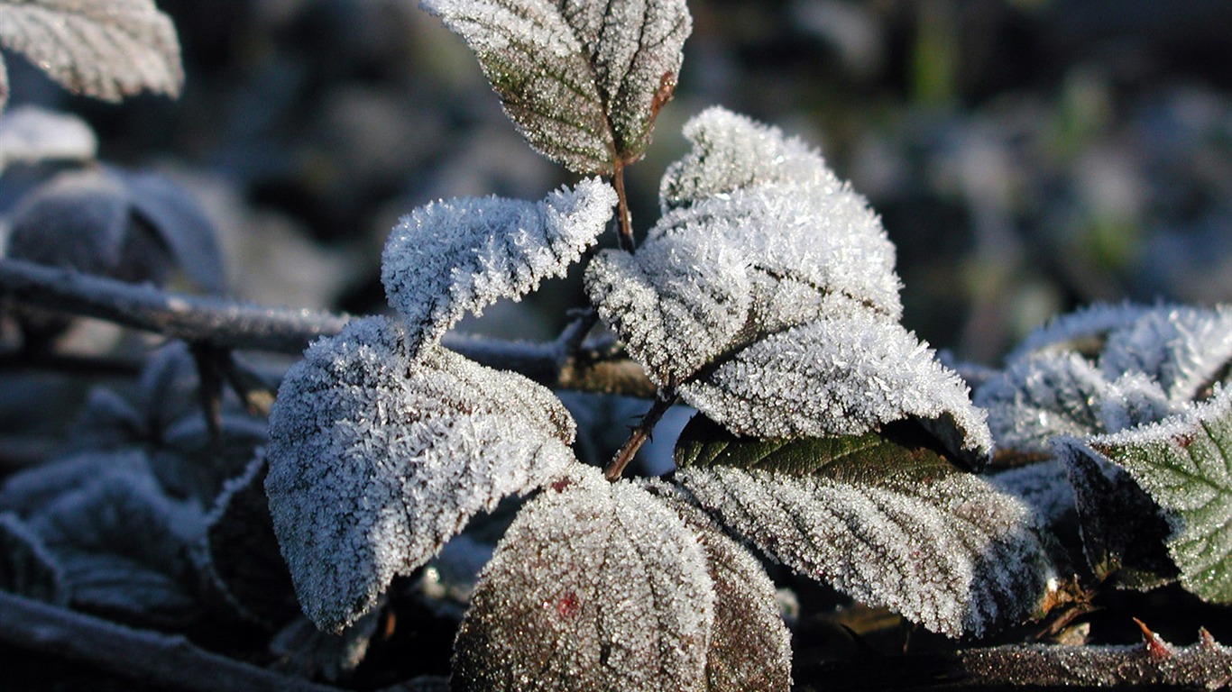 冰雪植物 壁紙專輯(二) #16 - 1366x768